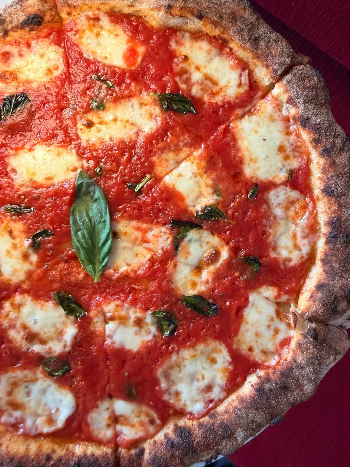 A pizza with tomato, torn mozzarella and basil on a puffed, charred crust
